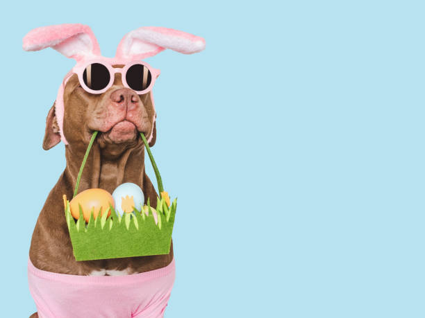 istock Happy Easter. Brown dog and a basket of Easter eggs 2065696071