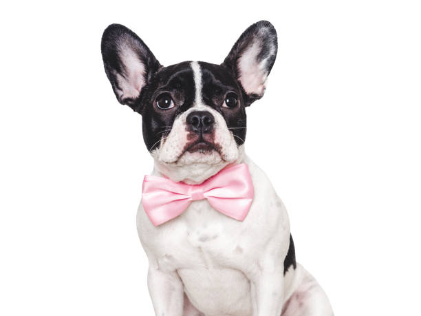 istock Cute puppy and bow tie. Studio shot 2065696381