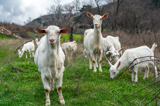 Goats are posing in a village in the Kaz Mountains (Ida Mount).