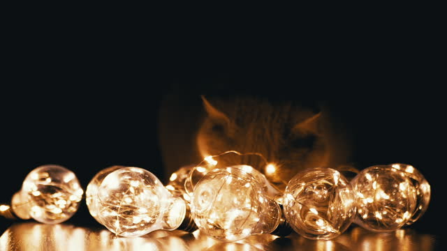 Flickering Glowing Light Bulbs Lie near a Curious Cat in a Dark Room