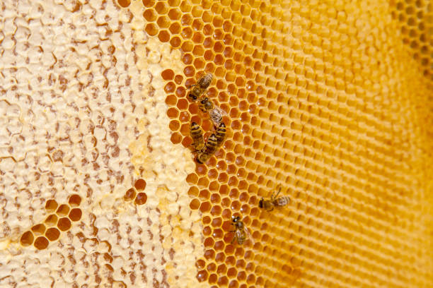 istock Working bees on the yellow honeycomb with sweet honey. 2065696953