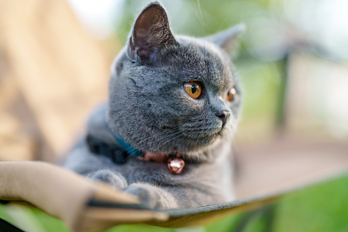 Close up of a cute gray cat sitting on a camping chair in a park, looking away, with a blurred green nature background.