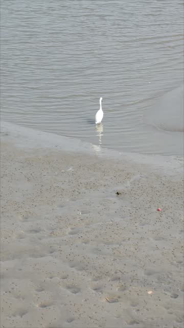 White egret stirring sandy water hunting for food on low tide river beach vertical 4k footage
