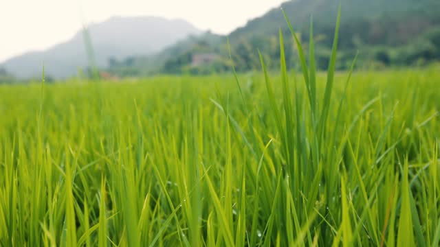 Rice, rice ears, agriculture