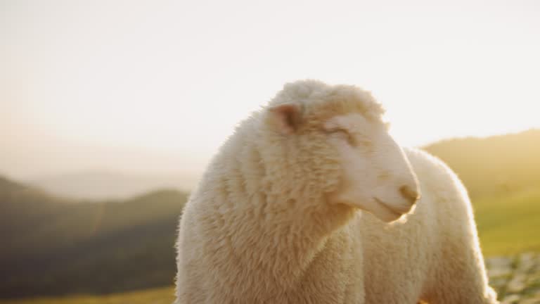 Close up Sheep