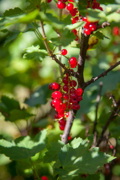 Red currant berries grow on a bush in sunny garden. Red currants plantation in summer orchard. Red currant berries in sunny garden.
