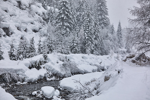 River through a forest covered with a lot of snow in the Dolomites, Italy