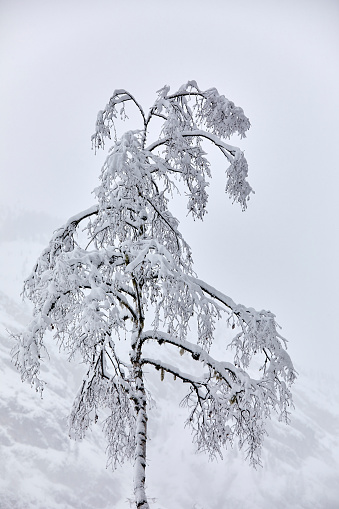 Snow-covered tree on a grey day Dolomites, Italy