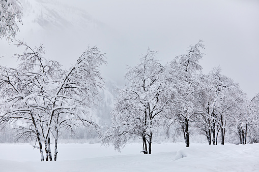 Snow-covered trees on a grey and misty day Dolomites, Italy