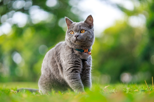 Close up a cute gray cat is shown in a park, looking away with a blurred green nature background.