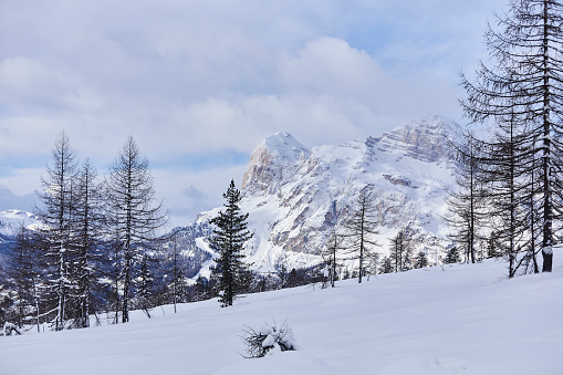 Forest and mountains with snow in the background on a sunny day, Dolomites, Italy