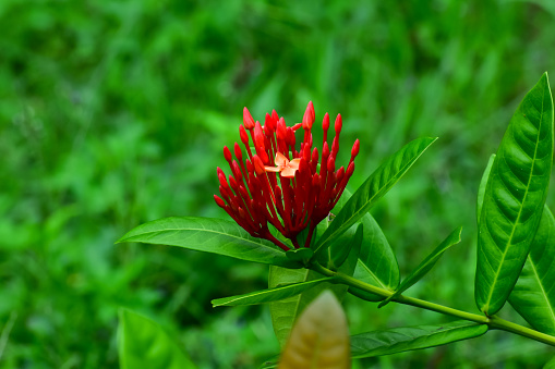 Chinese ixora in garden, public park with the green leaves. Red Chinese ixora in outdoors. Bright flower background. Flower and plant.