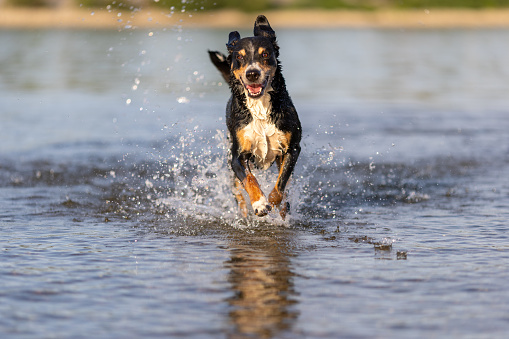 appenzeller mountain dog jumping into water, sennenhund