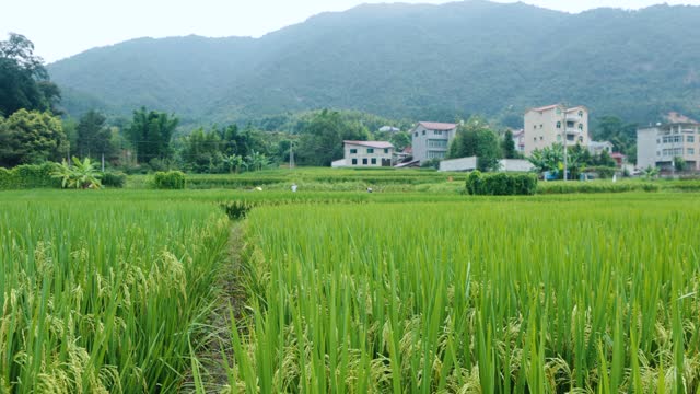 Rice, rice ears, agriculture
