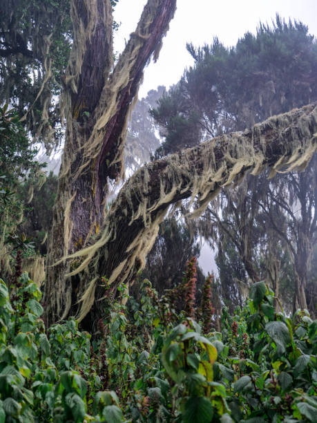 бородатый лишайник (usnea longissimaim) в горах рувензори - albert schweitzer стоковые фото и изображения