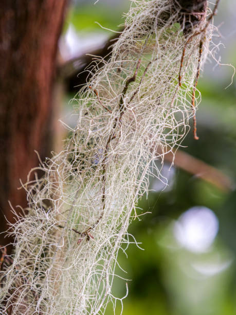 istock Bearded lichen (usnea longissimaim) in the Rwenzori Mountains 2065737863