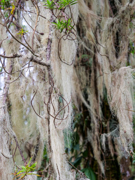 бородатый лишайник (usnea longissimaim) в горах рувензори - albert schweitzer стоковые фото и изображения