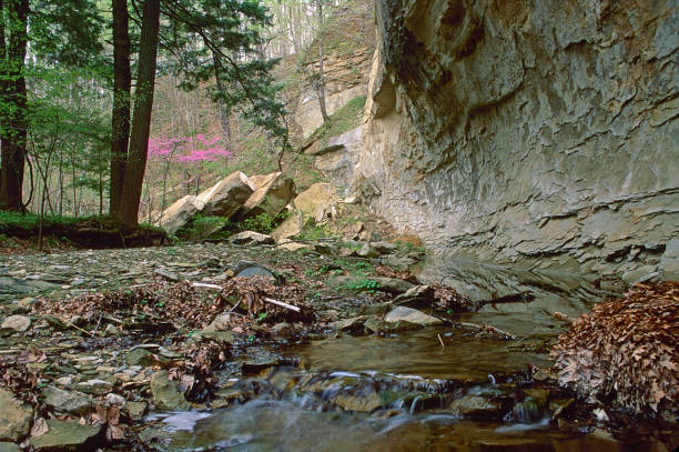 Pine Hills Nature Preserve is a quiet, three and a half mile hike in Montgomery County, Indiana.  The entrance to the nature preserve now is through Shades State Park.  It is 470 acres, and the walk is steep and crosses hazardous areas like Devil's Backbone.  It is a narrow natural bridge.  Indian Creek cut deep gorges creating four narrow backbone ridges opening to larger Sugar Creek.  I have been to Pine Hills many times, hardly seeing another visitor.  Spring was a particular nice time to travel as the Virginia Bluebells and Redbud trees were blooming.