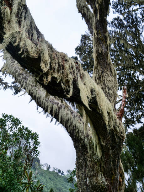 bearded lichen (usnea longissimaim) in the rwenzori mountains - albert schweitzer стоковые фото и изображения