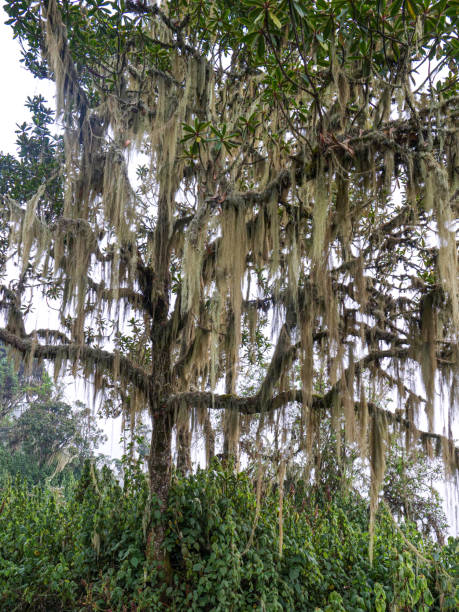 bearded lichen (usnea longissimaim) in the rwenzori mountains - albert schweitzer стоковые фото и изображения