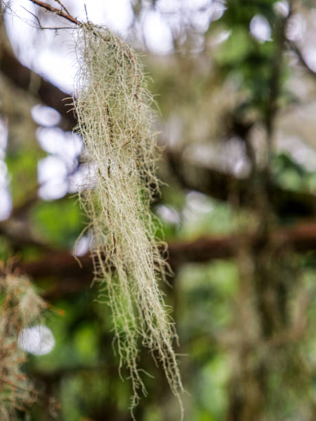 bearded lichen (usnea longissimaim) in the rwenzori mountains - albert schweitzer стоковые фото и изображения