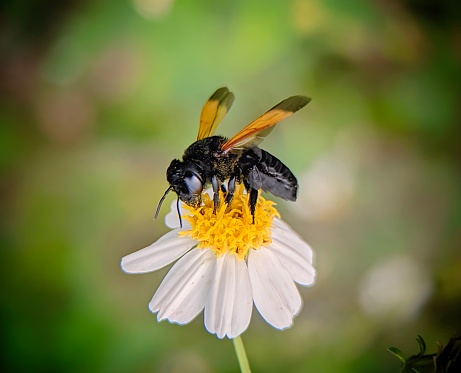 A black bee sits on a white flower