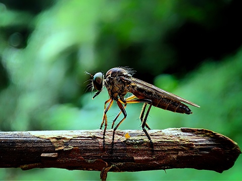A robberfly resting on a tree branch