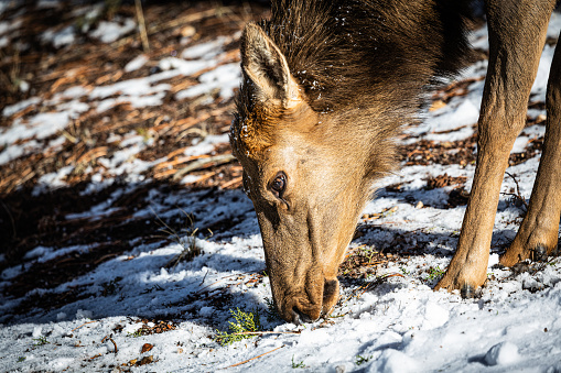 Close up of the head of an elk in a winter landscape