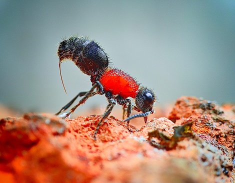 A velvet ant emitting a sting from behind its abdomen