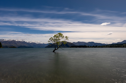 Discover the Wanaka Tree, a famous willow in New Zealand's Lake Wanaka. Its captivating beauty has led to an iconic status.