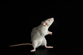 Gray rat isolated on a black background. The rodent stands on its hind legs. Close-up portrait of a pest. Photo for cutting and writing