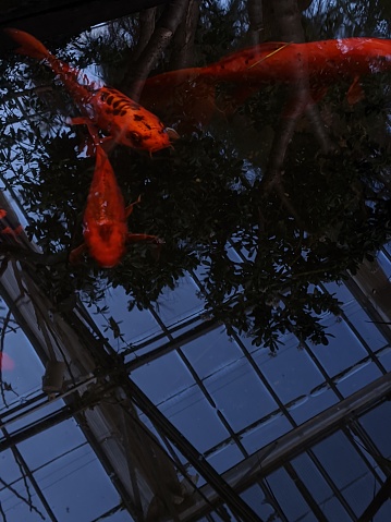 Red Koi Fish (Carp Breed) swimming in a pond in a greenhouse