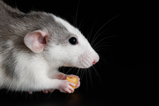 Colored rat isolated on a black background. A rodent eats cheese. Close-up portrait of a pest. Photo for cutting and writing.