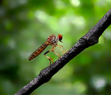 A robberfly resting on a plant branch with green leaves in the background.