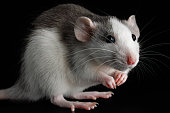 Colored rat isolated on a black background. The rodent stands on its hind legs. Close-up portrait of a pest. Photo for cutting and writing.