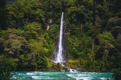 Immerse in the lush green temperate rainforest of New Zealand, where a pristine waterfall graces the landscape. Discover pure natural serenity.