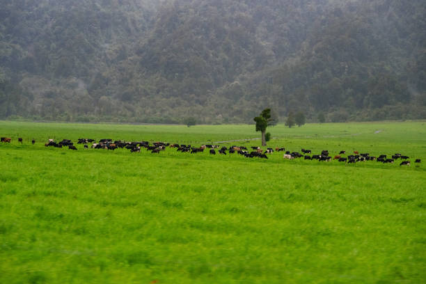 Experience pastoral charm as livestock peacefully graze on lush green fields in New Zealand's South Island. Explore the picturesque countryside and its natural beauty.