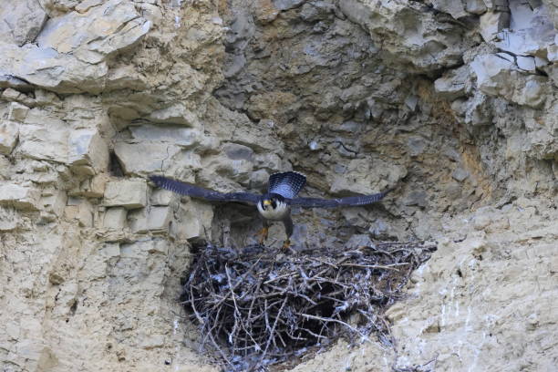 istock Peregrine Falcon (Falco peregrinus) Germany, Baden-Wuerttemberg 2065743055