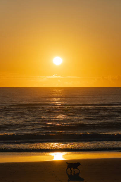 istock Silhouette of a dog walking alone on the beach during sunset. Copy space 2065743061