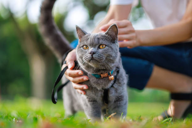 istock In the low-angle view, a grey cat is seen with her owner at the park. 2065767195