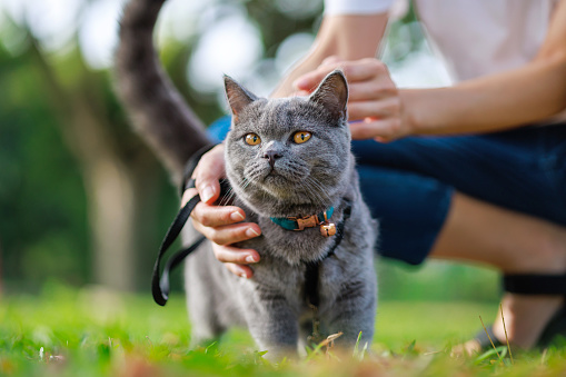 In the low-angle view, a grey cat is seen with her owner at the park.