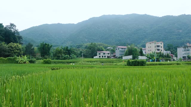Rice, rice ears, agriculture