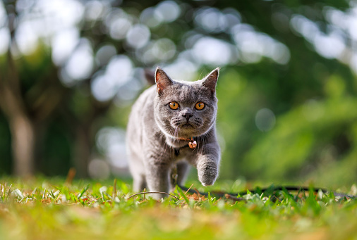 Close up of a cute gray cat walking silently and steadily in a park, looking front, with a blurred green nature background.