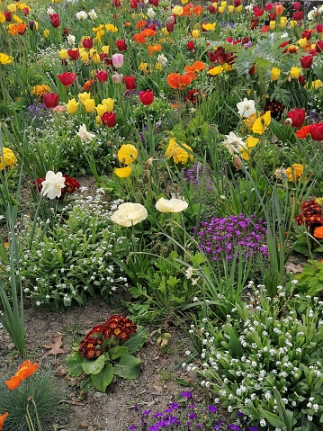 Parterre de fleurs