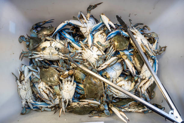 top view many callinectes sapidus blue crabs - these crabs, native to the american atlantic coasts, are invading the world, causing countless issues such as preying on clams - prepared shellfish tray variation catch of fish imagens e fotografias de stock