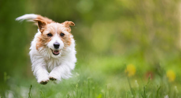 istock Playful happy active hyper dog running in the grass 2065789912