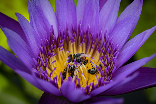 The worker bees are looking for nectar in purple lotus flowers. At wat arun on Thailand.