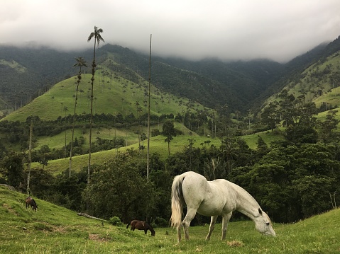 A white horse Grazing In The Beautiful Lush Green Mountains of Salento, Columbia