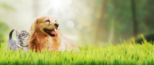 istock Happy pets spending time outdoors 2065799834