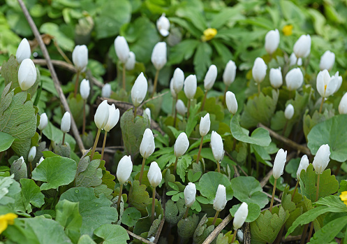 Sanguinaria canadensis, bloodroot, perennial, herbaceous flowering plant